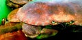 Edible British Crab 
Scientific name:ÃÂ Cancer pagurus Royalty Free Stock Photo